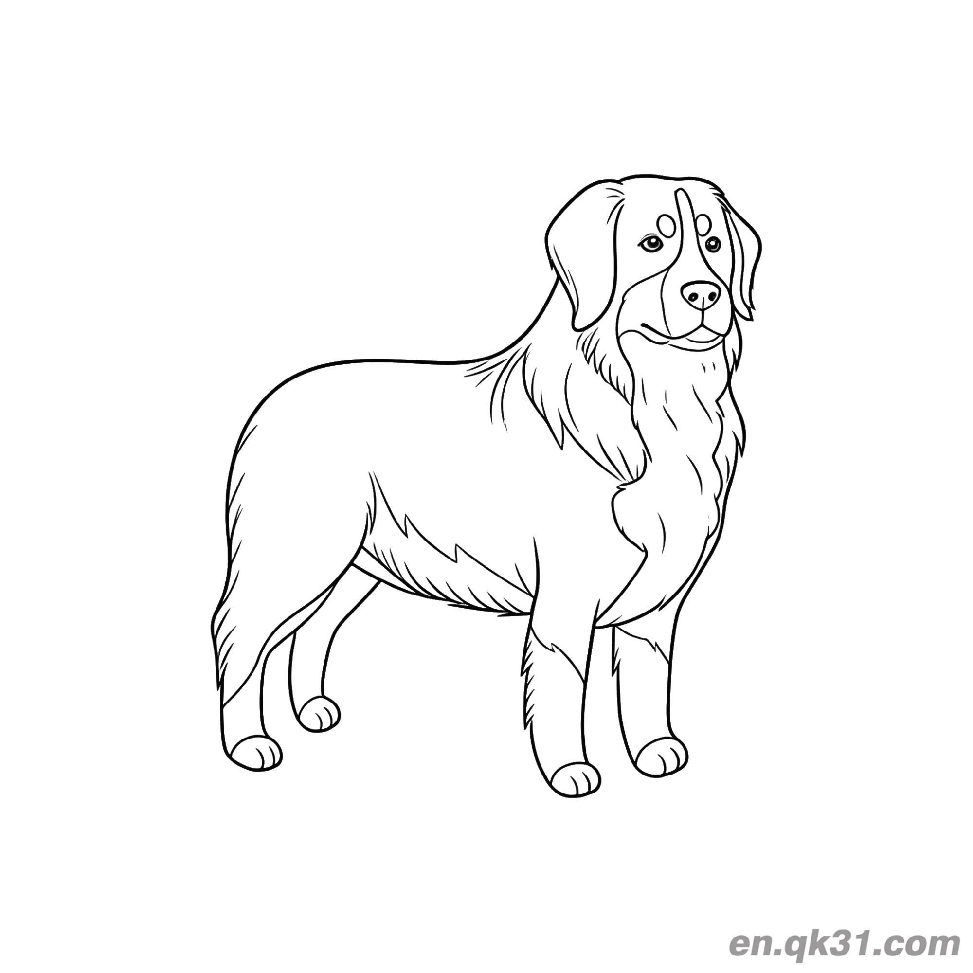 免费 优雅的侧站伯恩山犬简笔画涂色页 简笔画涂色页