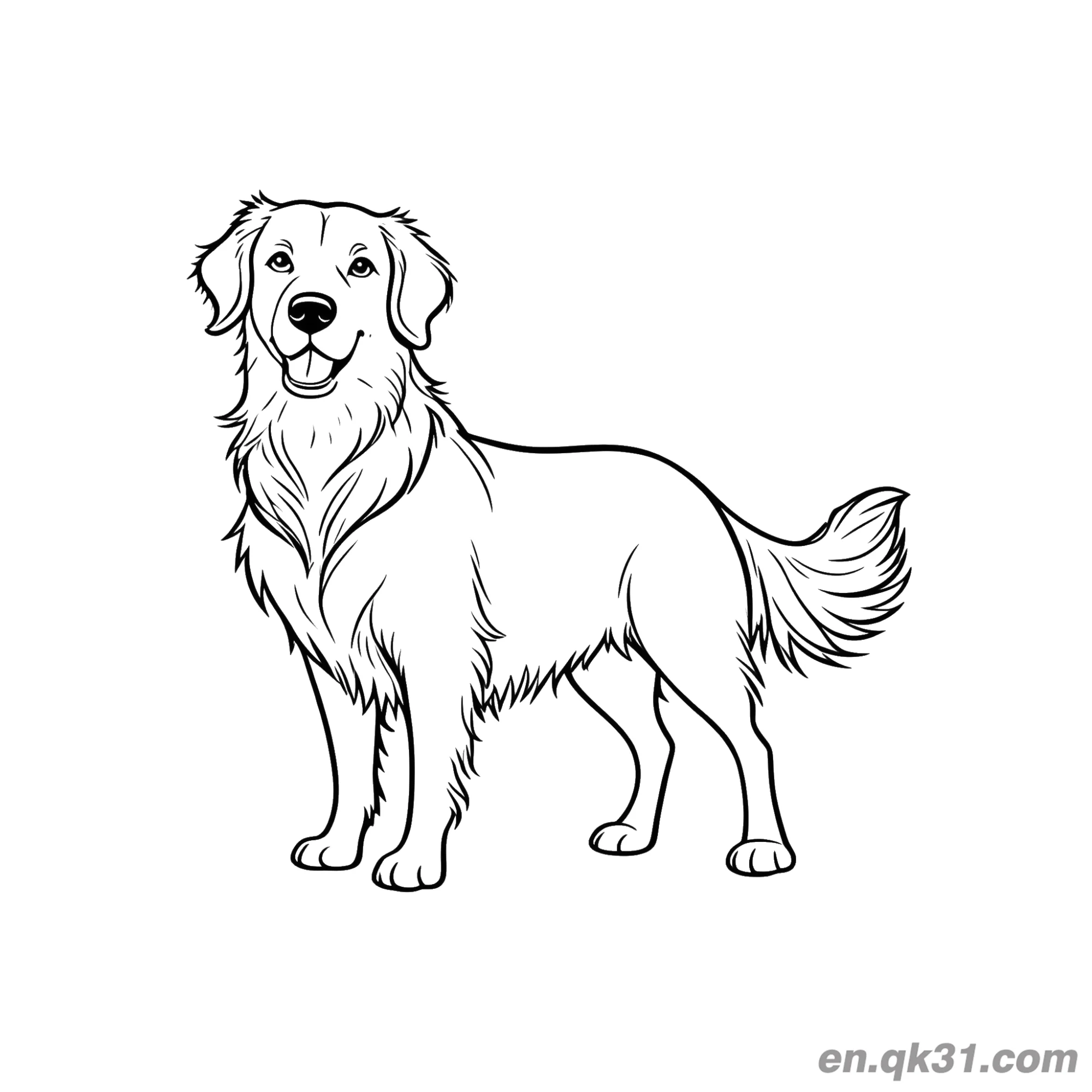 免费 站着的成年金毛寻回犬标准姿势简笔画涂色页 简笔画涂色页
