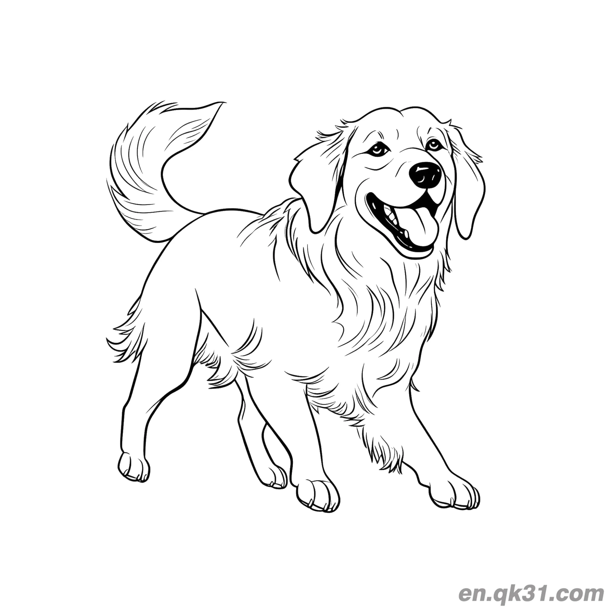免费 行走的微笑的金毛寻回犬舒适风格简笔画涂色页 简笔画涂色页