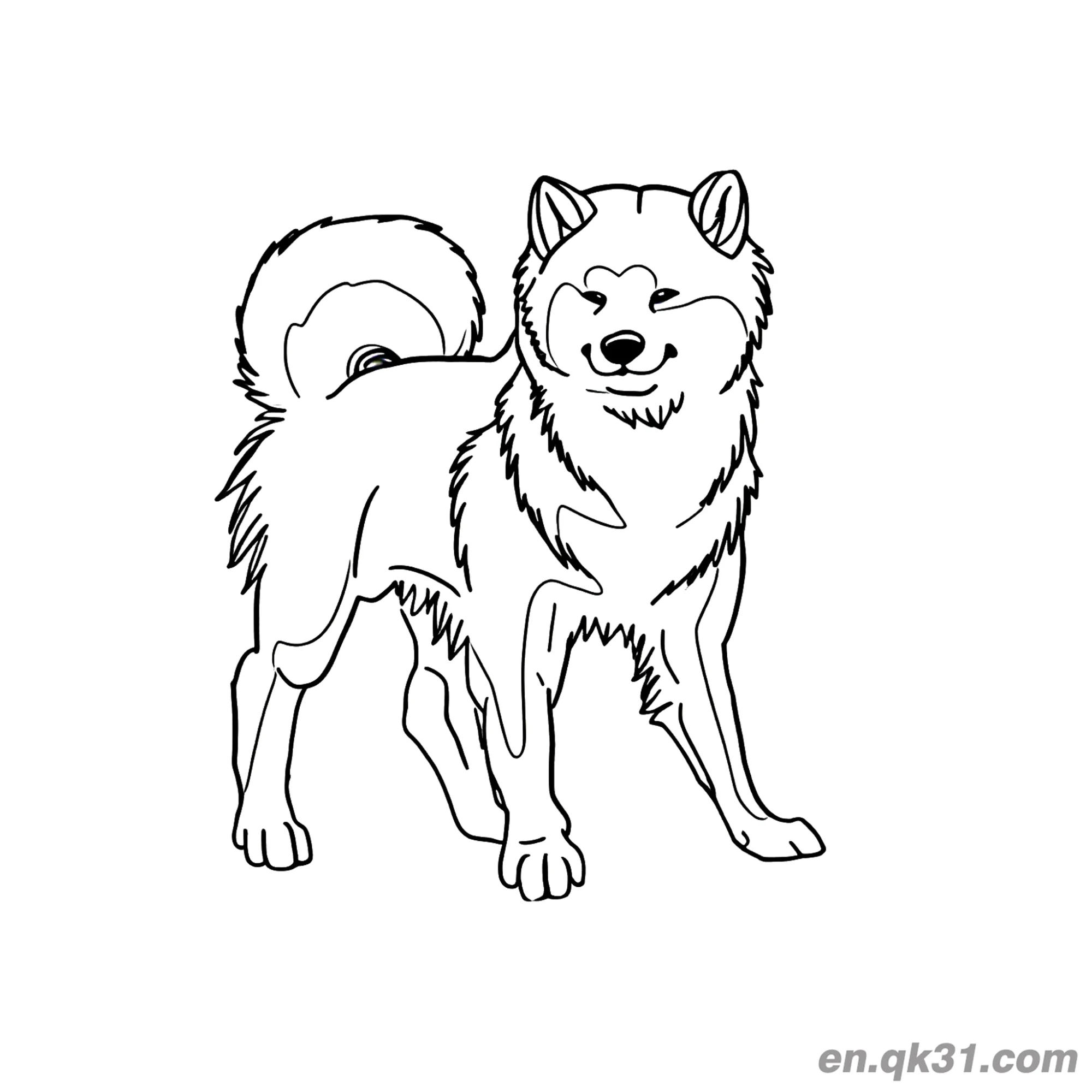 免费 长毛蓬松站立柴犬简笔画涂色页柔软设计 简笔画涂色页