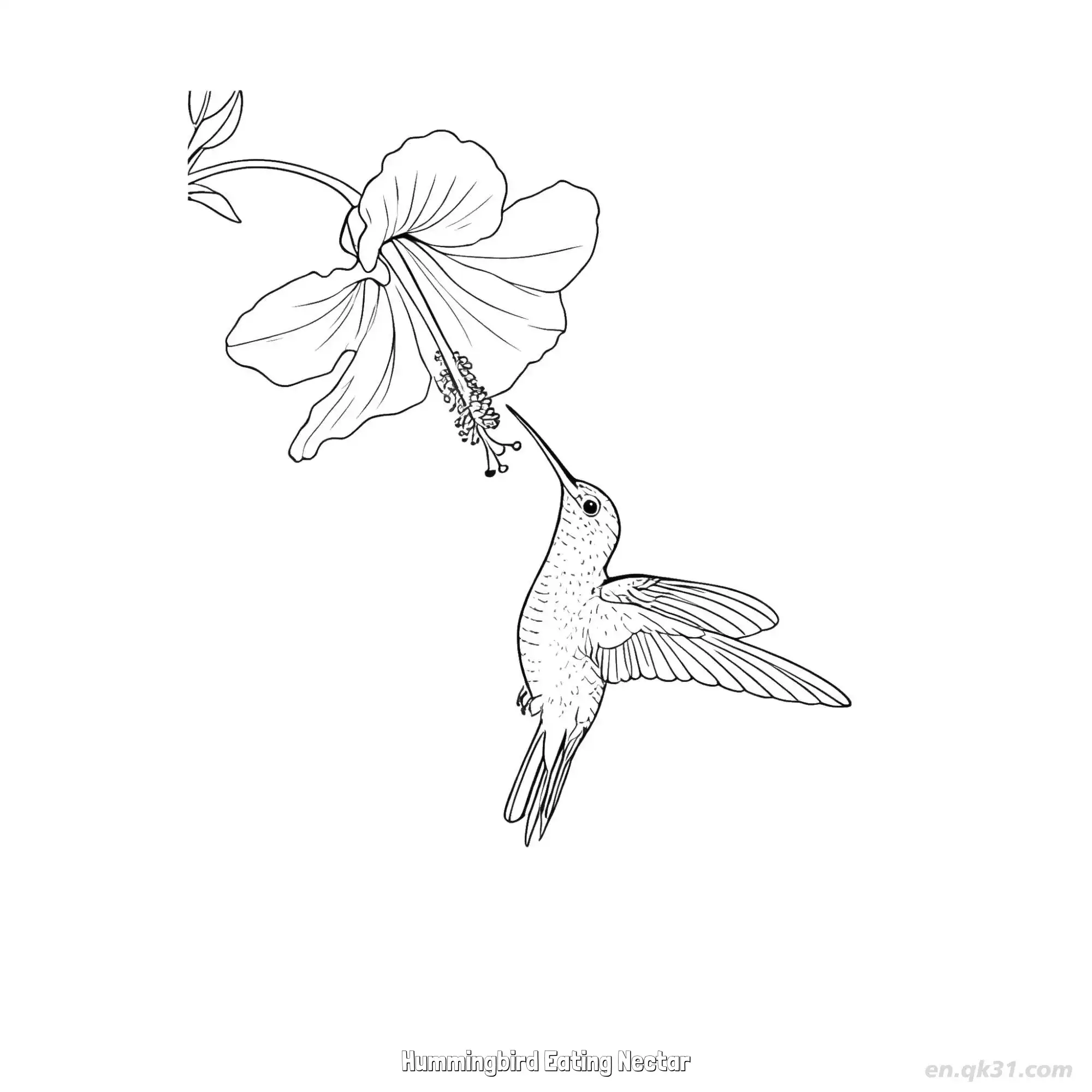 免费 蜂鸟吃花蜜 1简笔画 素描 涂鸦 - 免费可打印 蜂鸟简笔画 下载PDF 简笔画涂色页