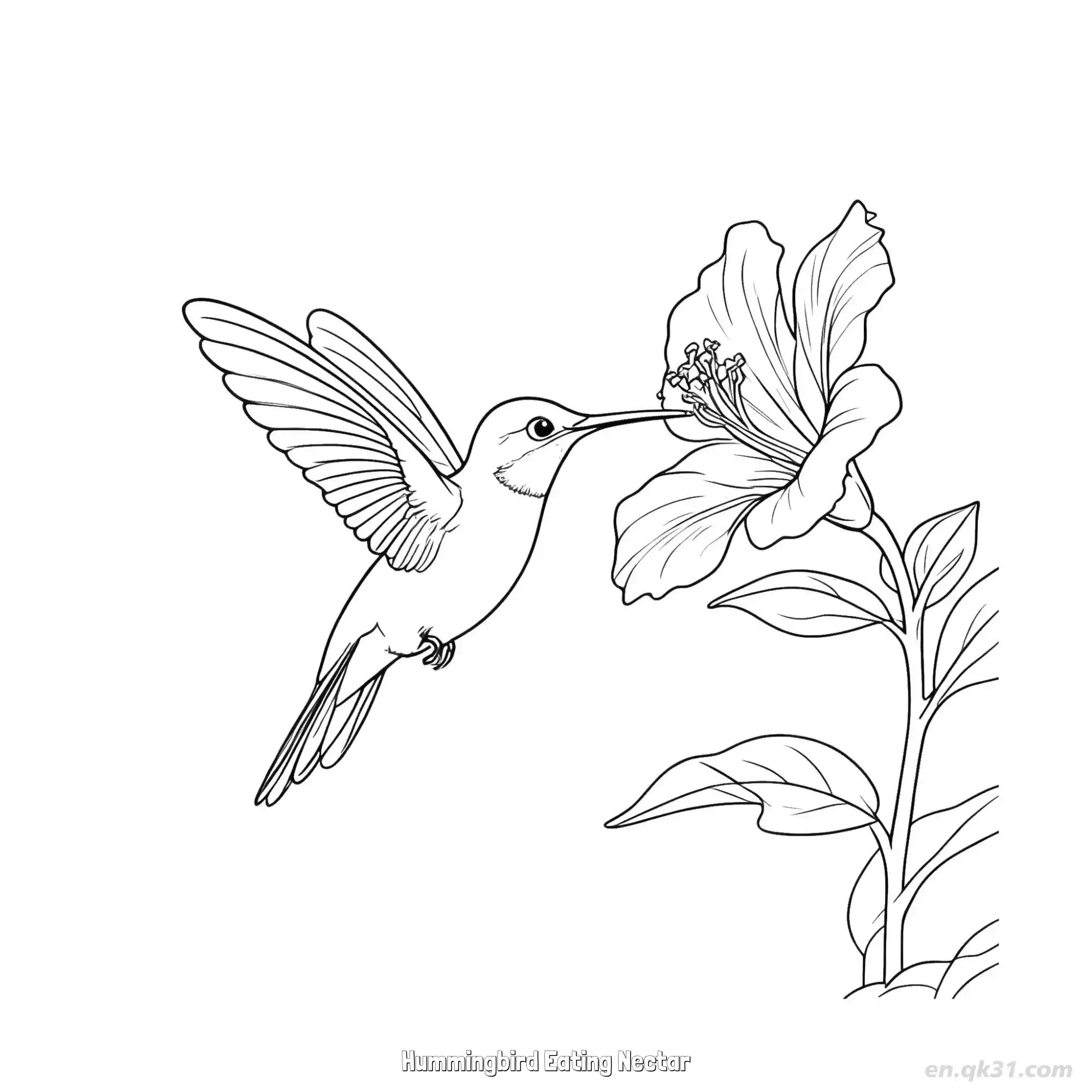 免费 蜂鸟吃花蜜 10简笔画 素描 涂鸦 - 免费可打印 蜂鸟简笔画 下载PDF 简笔画涂色页