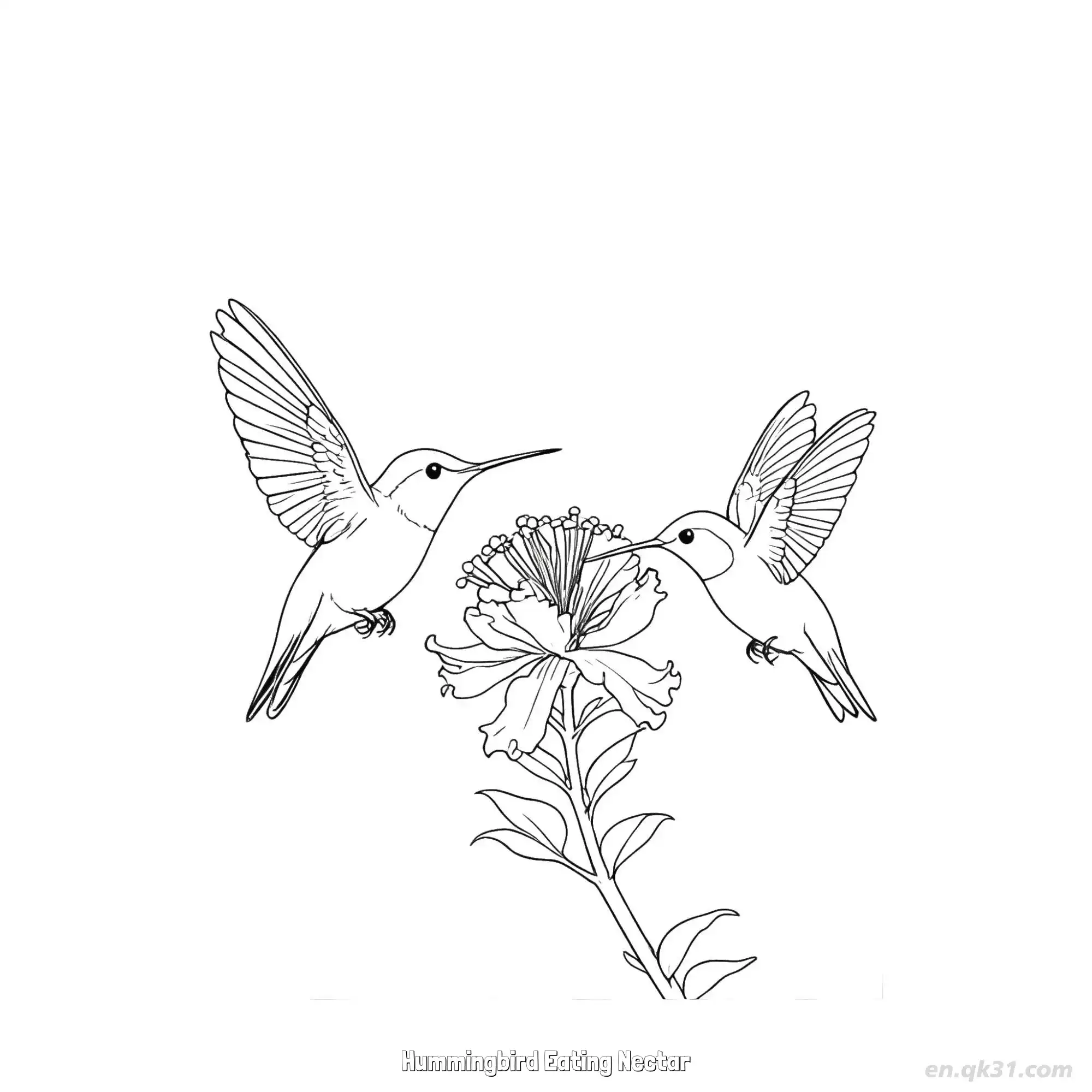 免费 蜂鸟吃花蜜 11简笔画 素描 涂鸦 - 免费可打印 蜂鸟简笔画 下载PDF 简笔画涂色页