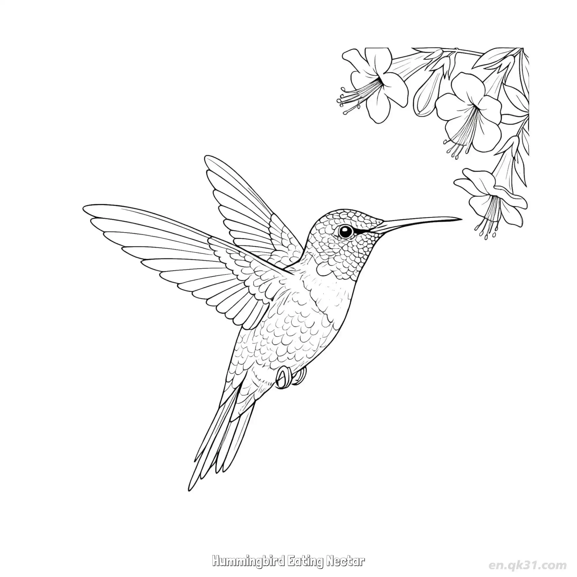 免费 蜂鸟吃花蜜 12简笔画 素描 涂鸦 - 免费可打印 蜂鸟简笔画 下载PDF 简笔画涂色页