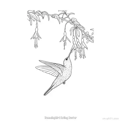 蜂鸟吃花蜜 13简笔画 素描 涂鸦 - 免费可打印 蜂鸟简笔画 下载PDF – 免费可打印简笔画涂色画