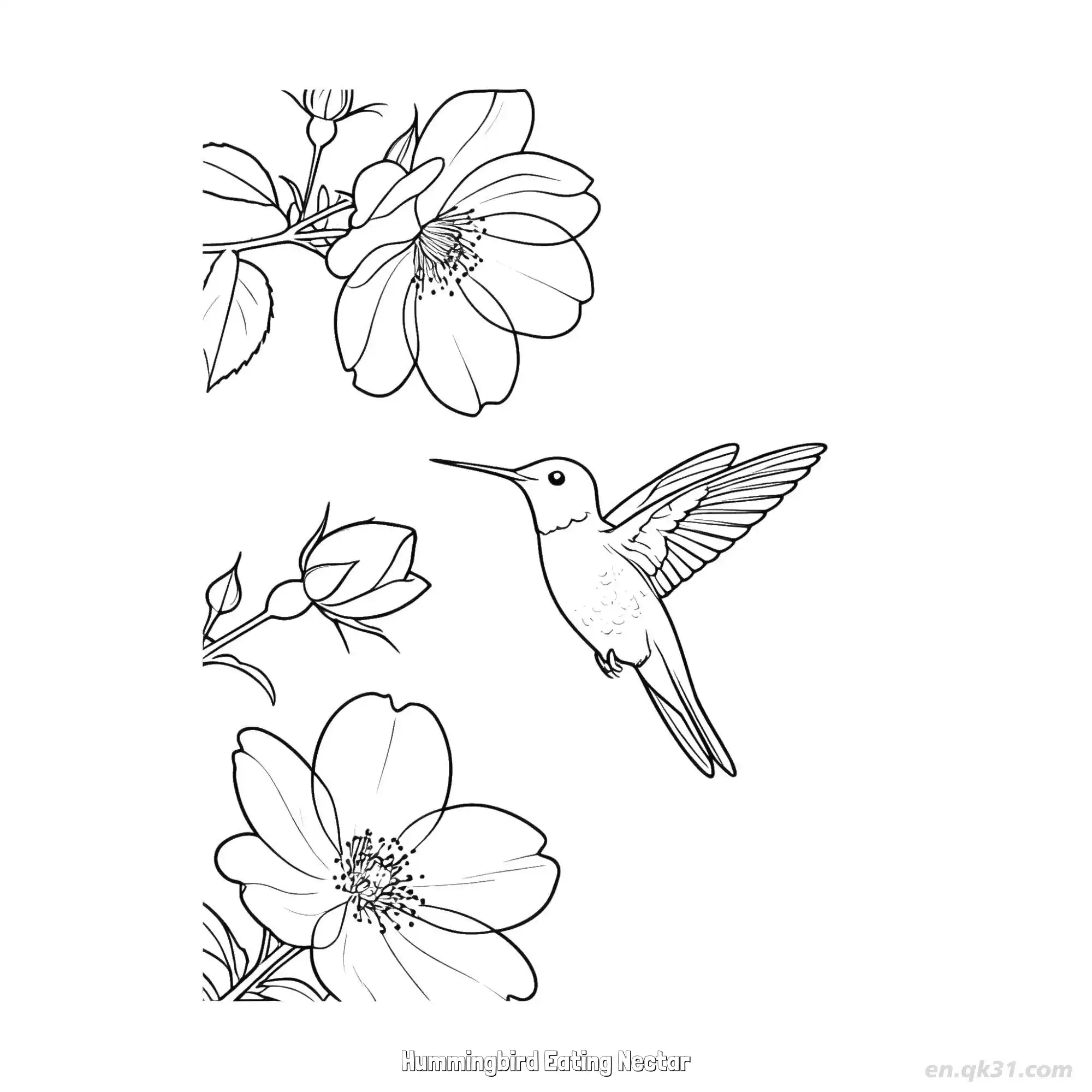 免费 蜂鸟吃花蜜 2简笔画 素描 涂鸦 - 免费可打印 蜂鸟简笔画 下载PDF 简笔画涂色页