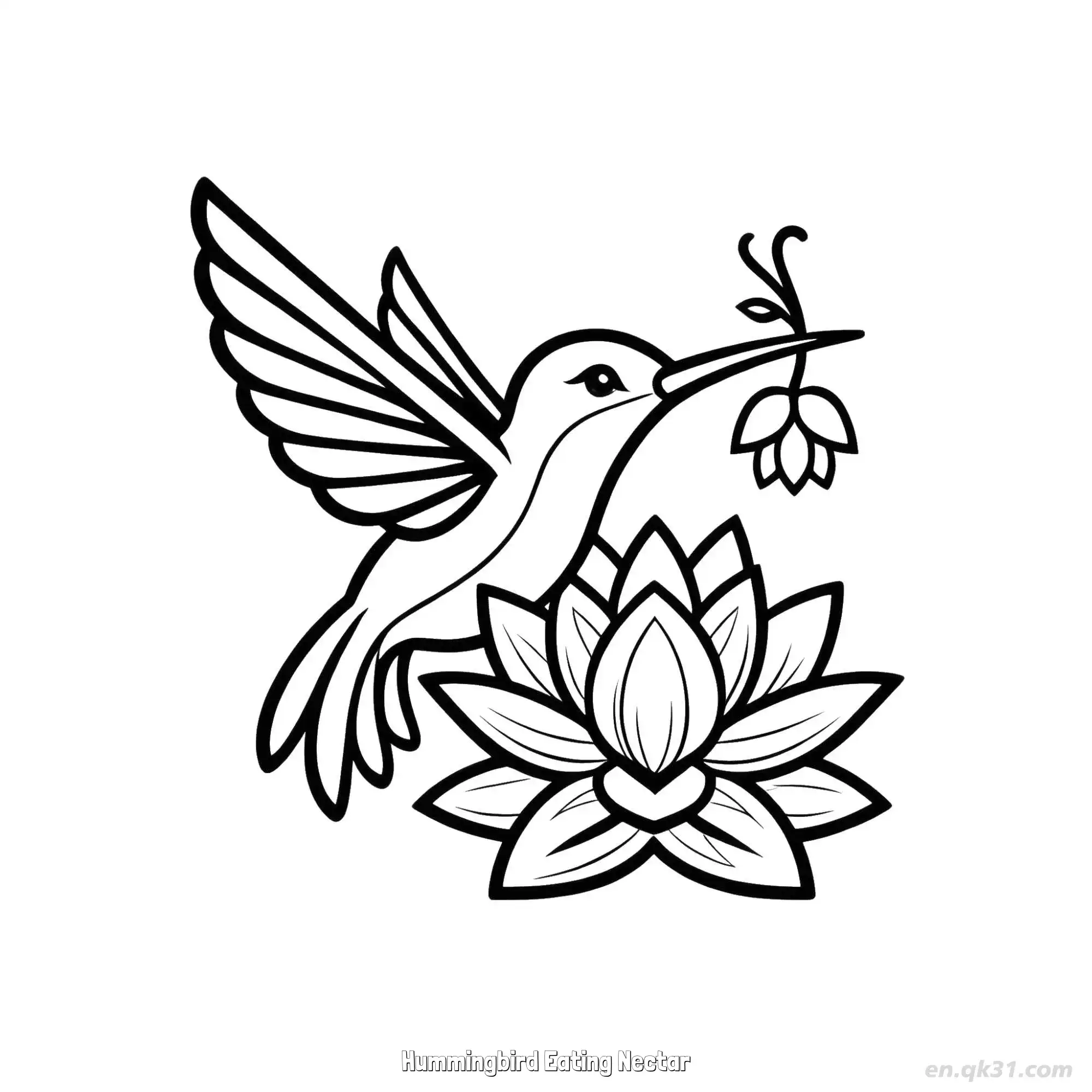 免费 蜂鸟吃花蜜 3简笔画 素描 涂鸦 - 免费可打印 蜂鸟简笔画 下载PDF 简笔画涂色页