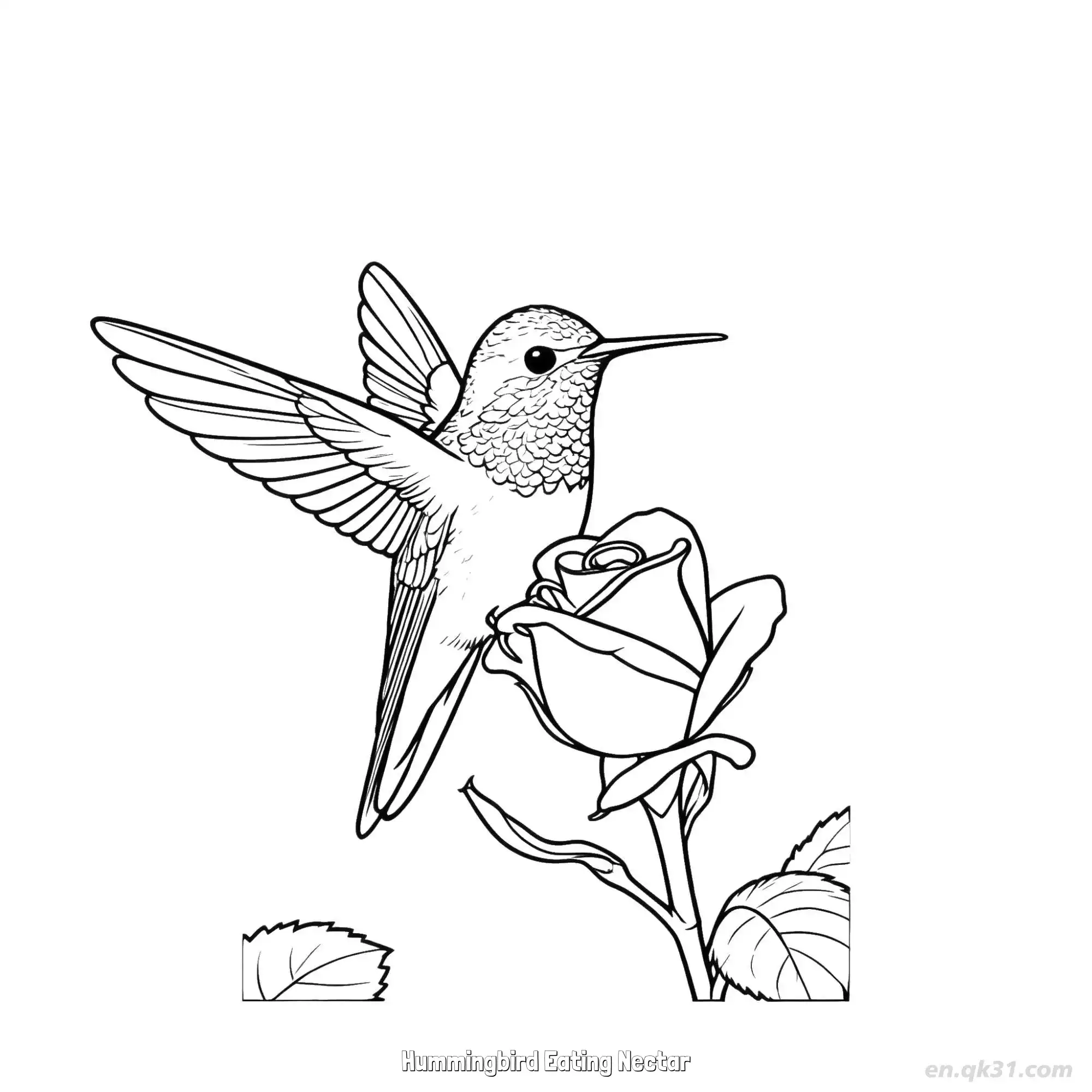 免费 蜂鸟吃花蜜 6简笔画 素描 涂鸦 - 免费可打印 蜂鸟简笔画 下载PDF 简笔画涂色页