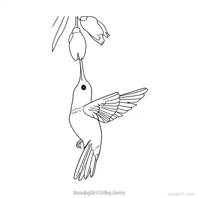 蜂鸟吃花蜜 8简笔画 素描 涂鸦 - 免费可打印 蜂鸟简笔画 下载PDF – 免费可打印简笔画涂色画