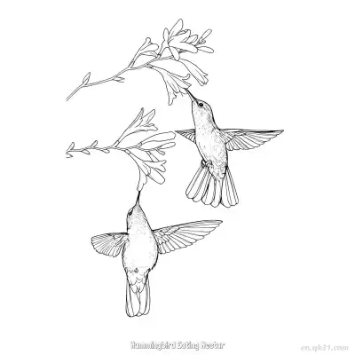 蜂鸟吃花蜜 9简笔画 素描 涂鸦 - 免费可打印 蜂鸟简笔画 下载PDF – 免费可打印简笔画涂色画
