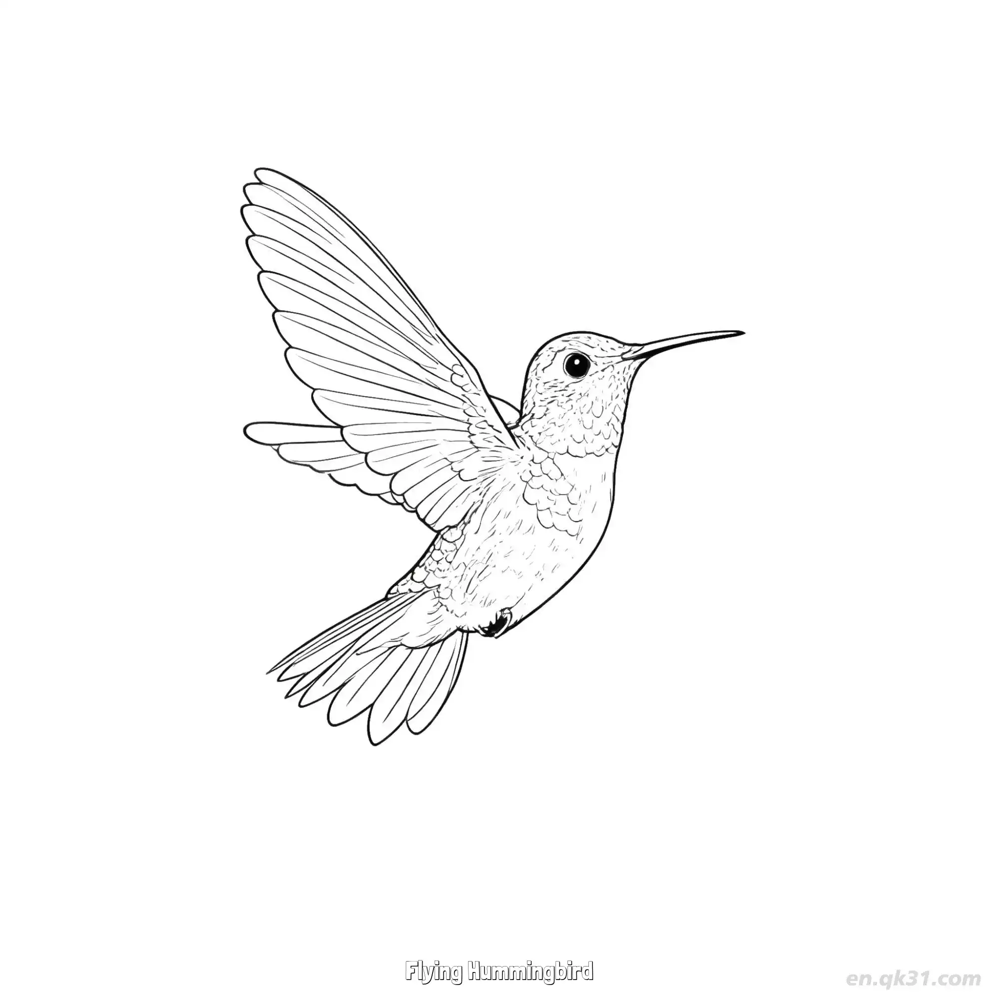 免费 飞翔的蜂鸟 3简笔画 素描 涂鸦 - 免费可打印 蜂鸟简笔画 下载PDF 简笔画涂色页