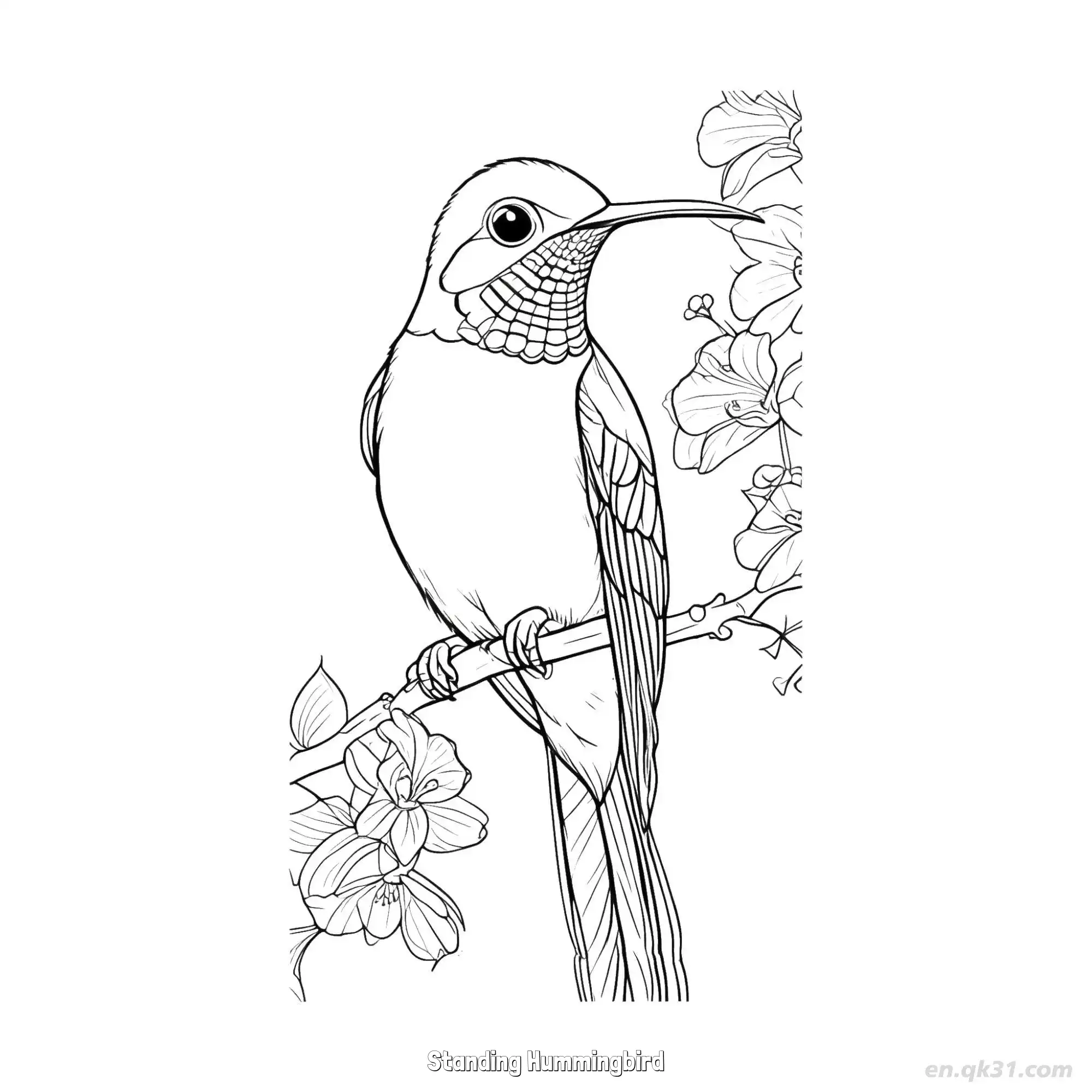 免费 站立的蜂鸟 3简笔画 素描 涂鸦 - 免费可打印 蜂鸟简笔画 下载PDF 简笔画涂色页