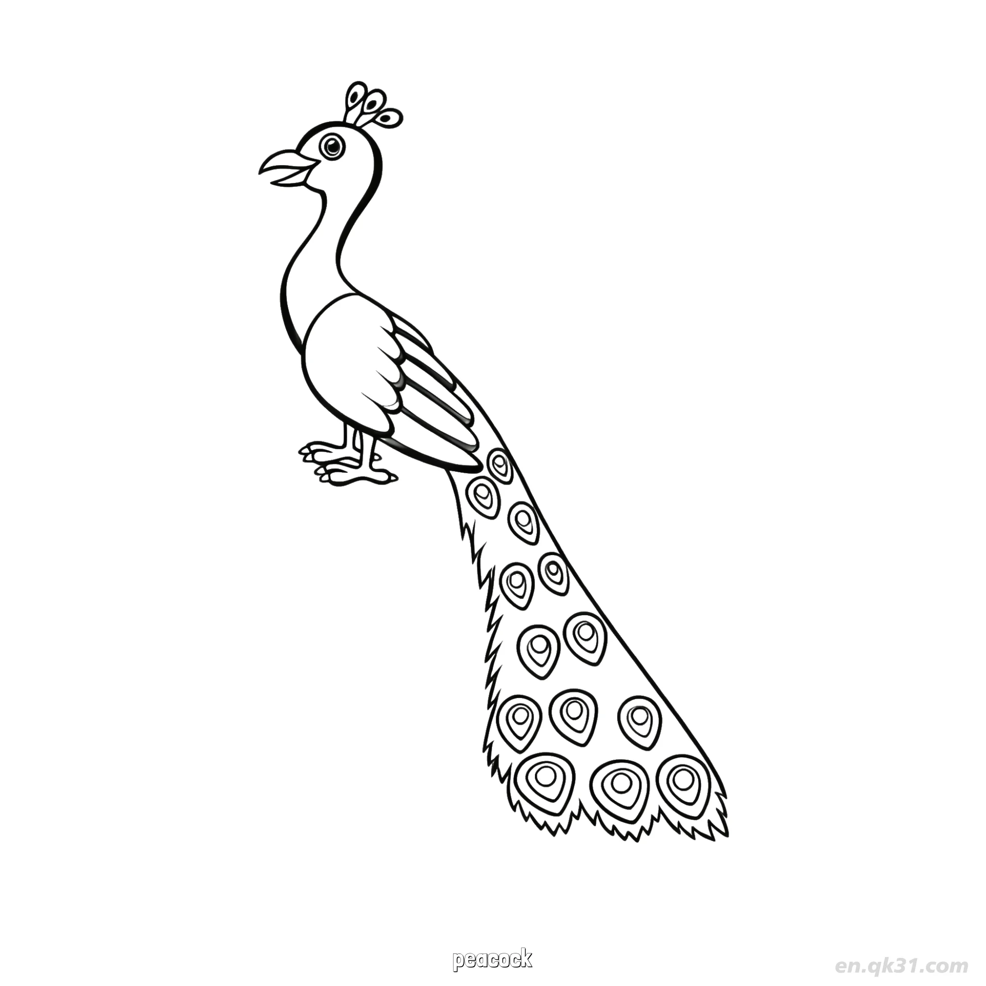 免费 孔雀羽毛细节涂色页 简笔画涂色页