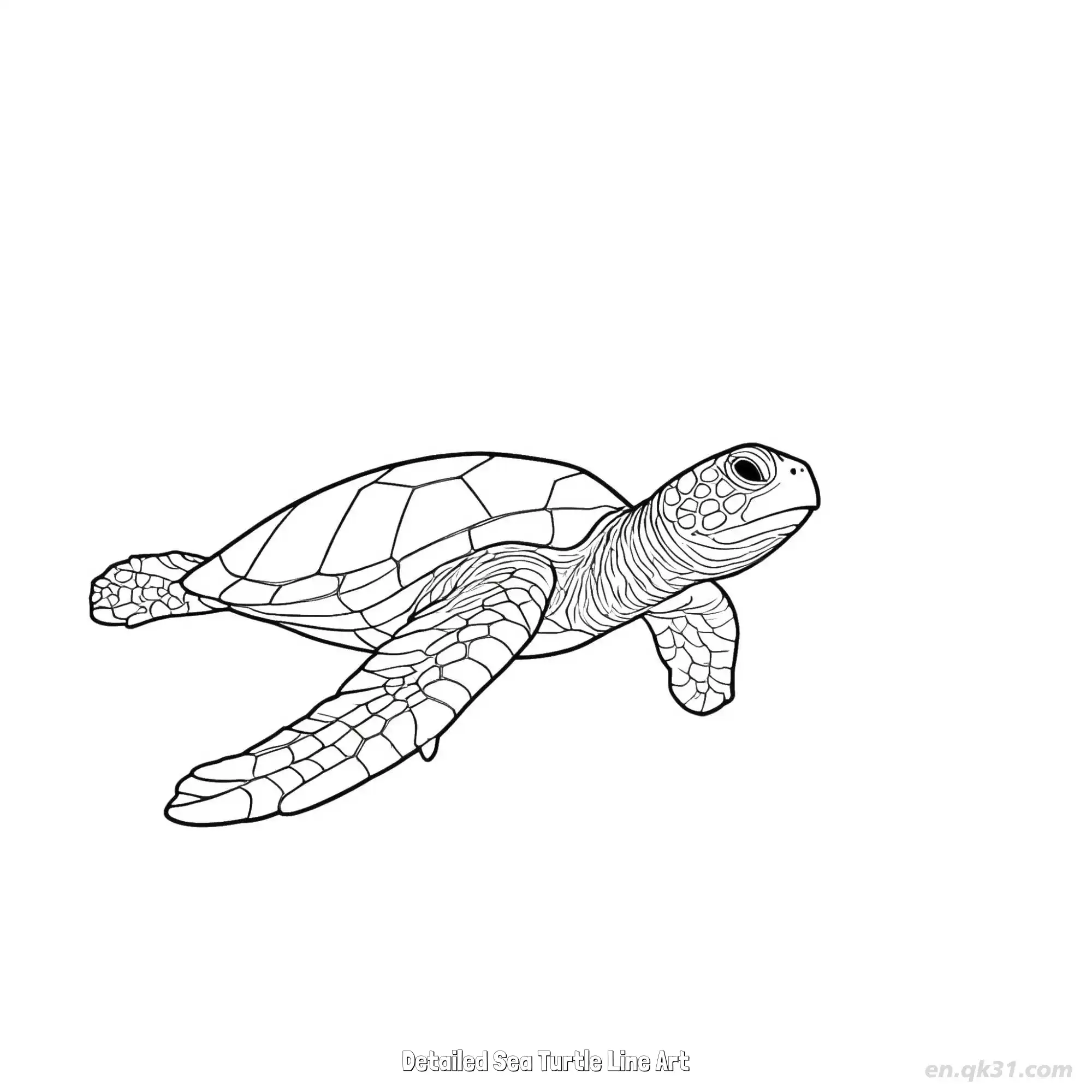 海龟线描细节图 简笔画 素描 涂鸦 - 免费可打印 海龟简笔画 下载PDF简笔画涂色画 – 为儿童和成人提供的免费可打印简笔画涂色画