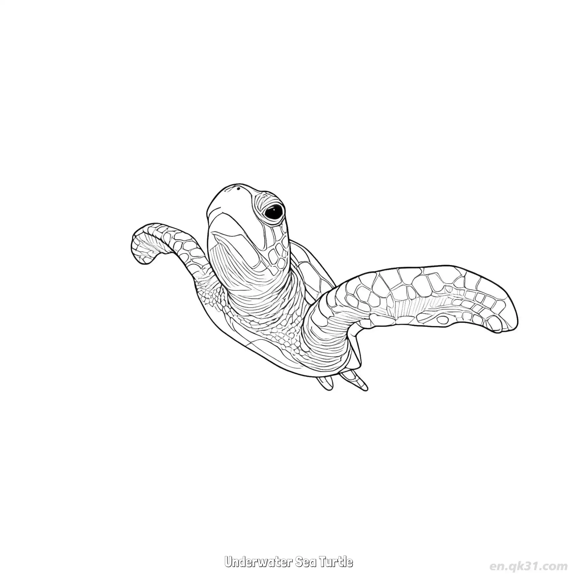 免费 水下海龟 简笔画 素描 涂鸦 - 免费可打印 海龟简笔画 下载PDF 简笔画涂色页