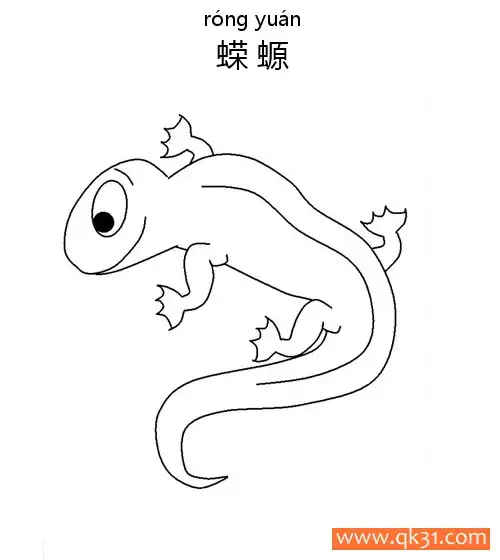 Salamander蝾螈(两栖动物，形似蜥蜴)简笔画涂色画 – 为儿童和成人提供的免费可打印简笔画涂色画