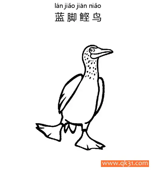 免费 蓝脚鲣鸟Blue Footed Booby 简笔画涂色页