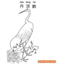 丹顶鹤（学名：Grus japonensis） – 免费可打印简笔画涂色画