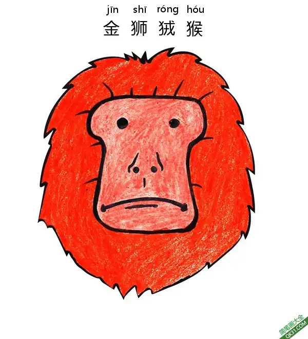 如何为孩子们画一张金狮狨猴子脸Golden Lion Tamarin Face简笔画涂色画 – 为儿童和成人提供的免费可打印简笔画涂色画