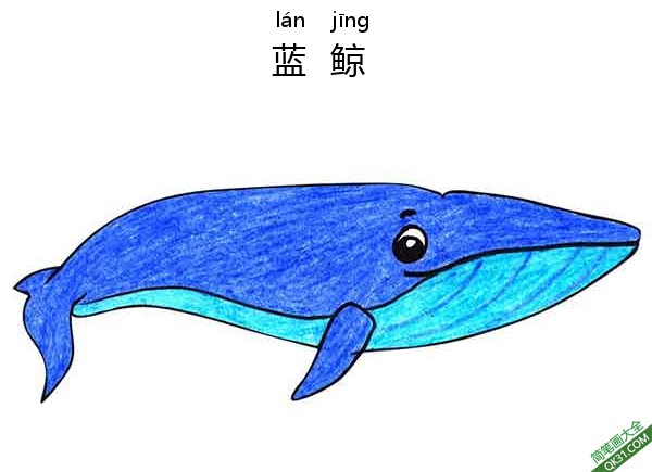 怎样教孩子们一步步画一个 卡通 蓝鲸 鲸鱼 Blue-Whale简笔画
