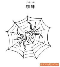 蜘蛛Spider蛛形纲动物 – 免费可打印简笔画涂色画