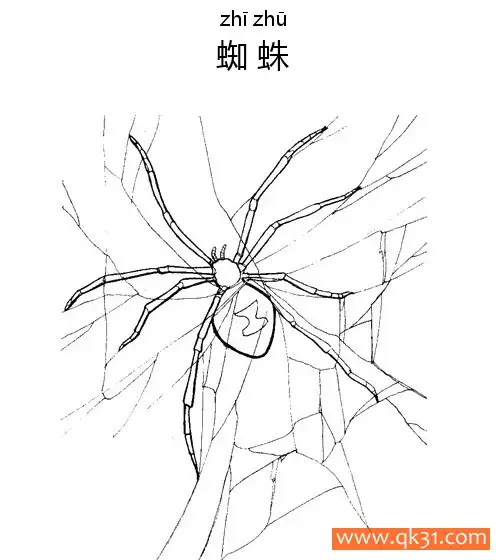 蜘蛛Spider蛛形纲动物简笔画涂色画 – 为儿童和成人提供的免费可打印简笔画涂色画